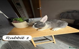 Mixed Breed rabbits for sale: Mixed breed - Image 2