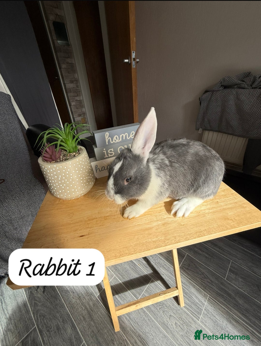 Mixed Breed rabbits for sale: Mixed breed - Image 2