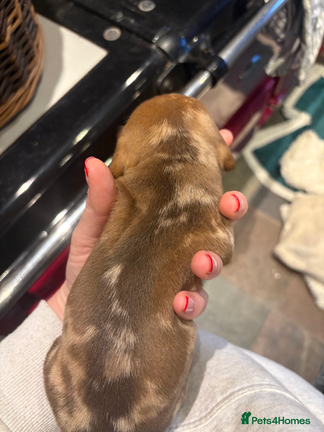 Miniature Dachshund dogs for sale: Smooth Miniature Daschund puppies  - Advert 24