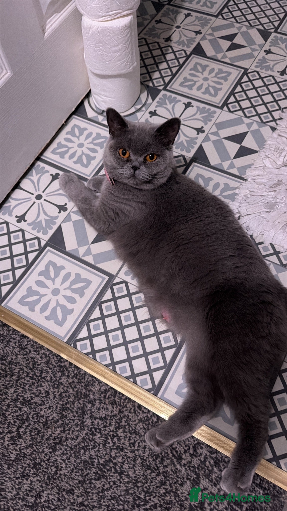 British Shorthair cats Full Pedigree British Blue Shorthair Kittens - Advert 1