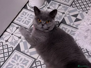 British Shorthair cats Full Pedigree British Blue Shorthair Kittens - Advert 1