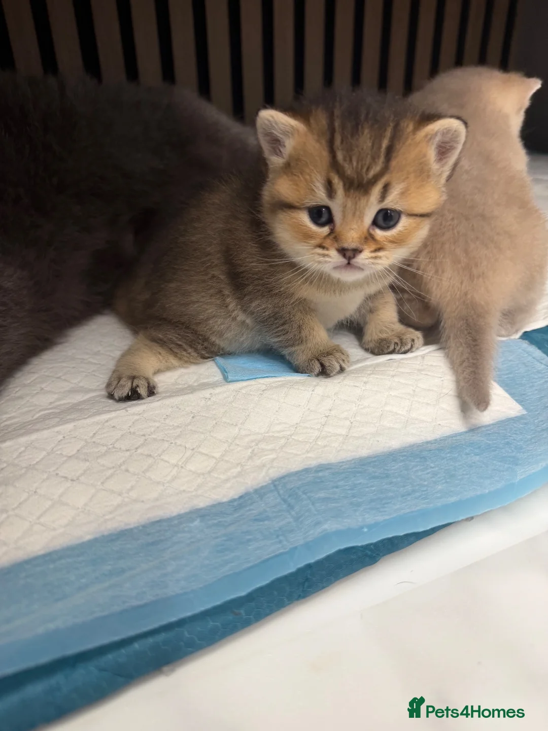 British Shorthair cats for sale: Beautiful British Shorthair Kittens  in Ilford - Advert 1