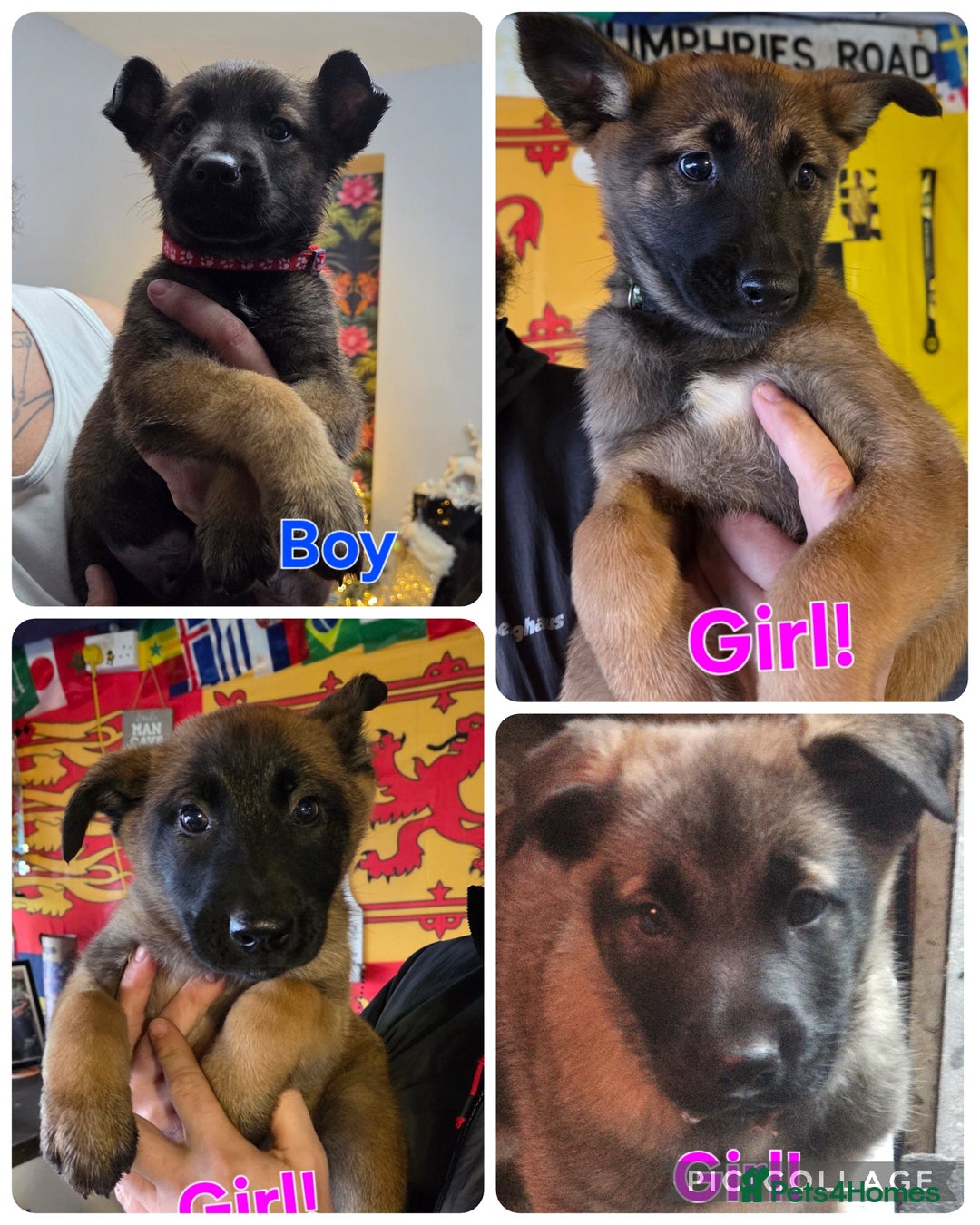 Belgian Shepherd Dog dogs for sale: Belgian malinois - Advert 7