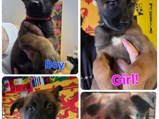 Belgian Shepherd Dog dogs Belgian malinois - Advert 5