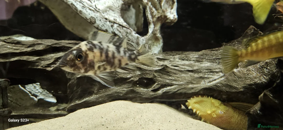 Other/Mixed Breed fish for sale: Assortment of fish  - Advert 34