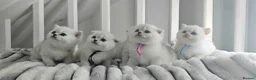 Scottish Fold cats for sale: Scottish fold/straight kittens - Advert 13