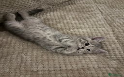 Scottish Fold cats for sale: Scottish fold kittens ready to find new homes - Image 20