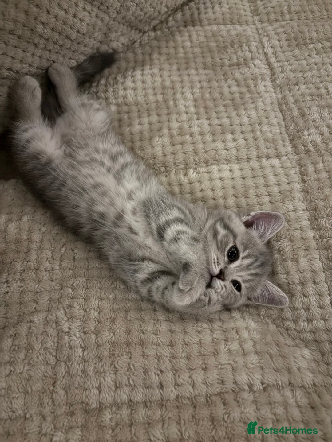 Scottish Fold cats for sale: Scottish fold kittens ready to find new homes - Image 20