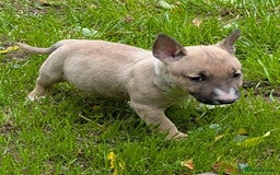 English Bull Terrier dogs for sale: KC REG ENGLISH BULL TERRIER PUPS - Image 6