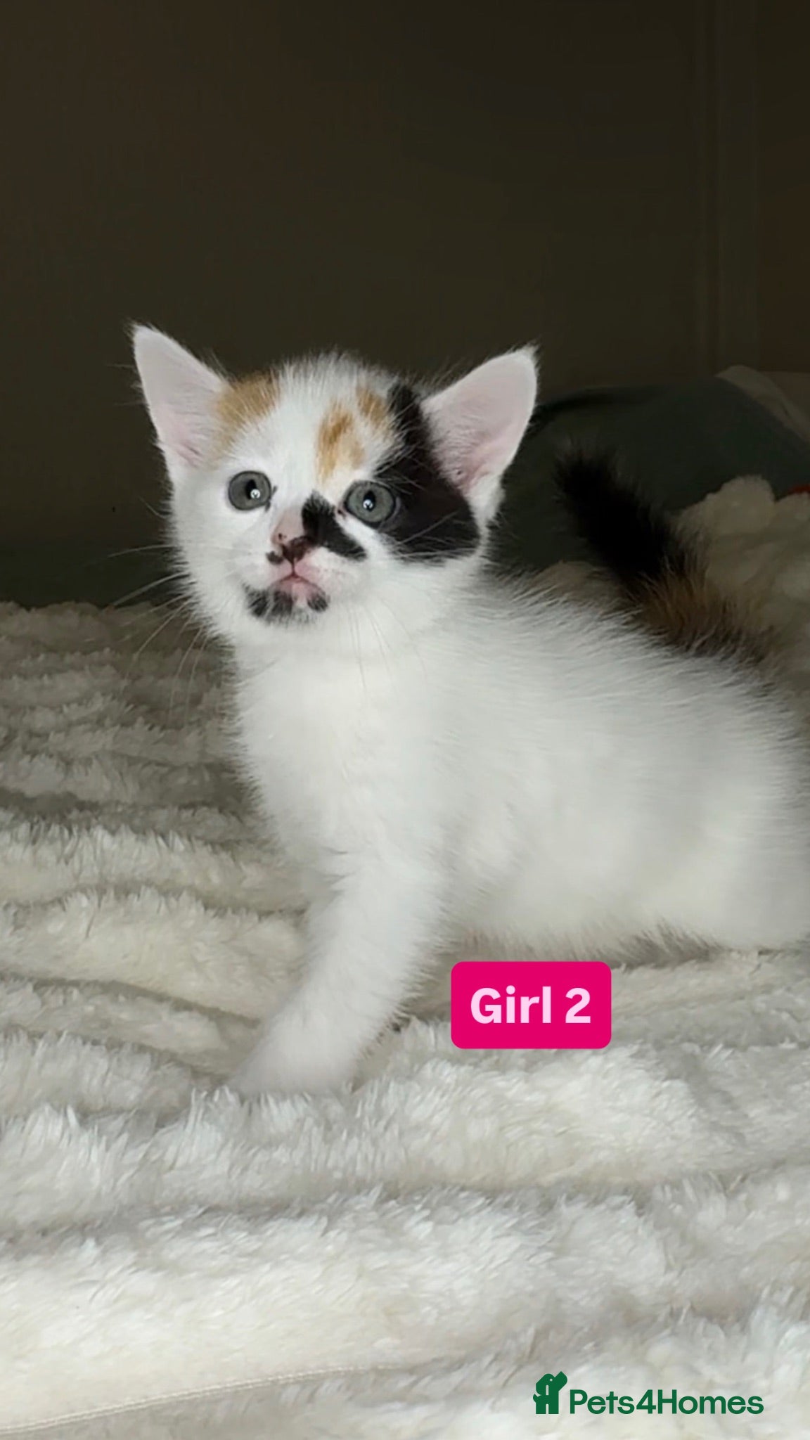 Mixed Breed cats 🐾 Adorable Fluffy Kittens Ready for Loving Homes - Advert 2