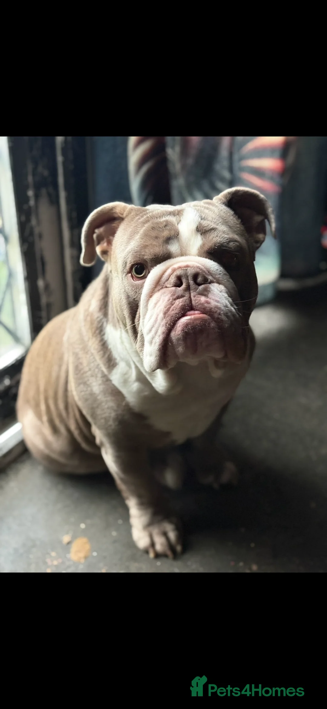 English Bulldog dogs for sale: Male British English bulldog  - Advert 1