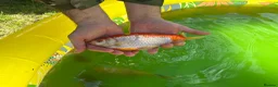 Pond Fish fish for sale: Various different pond fish  - Advert 3