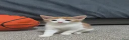 Mixed Breed cats for sale: Beautiful little kittens  - Advert 6
