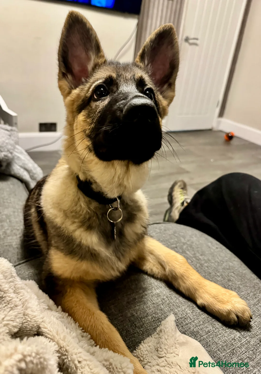 German Shepherd dogs for sale: 4.5 month old male German Shephard - Advert 26
