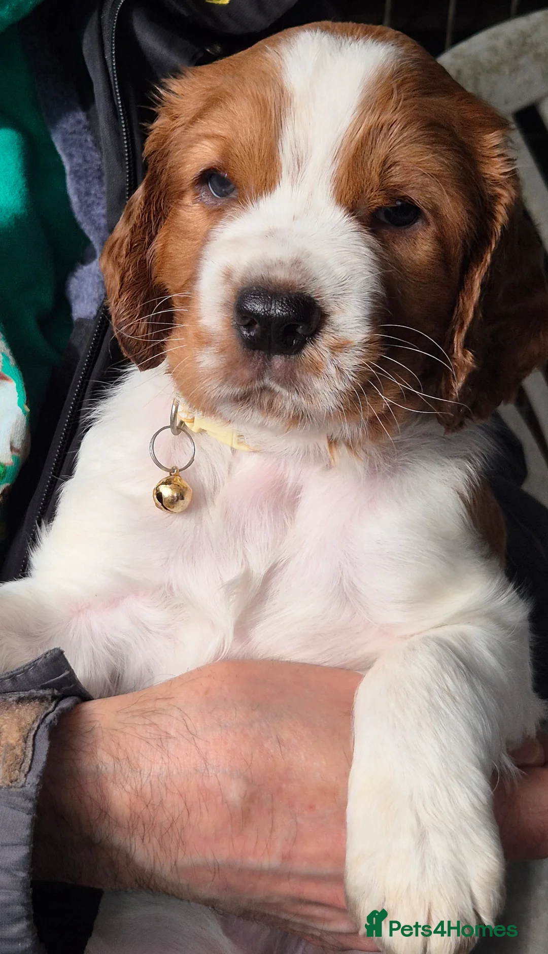 Welsh Springer Spaniel dogs for sale: Evangelise litter - Advert 5