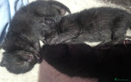 Bombay cats for sale: Kittens  - Image 2