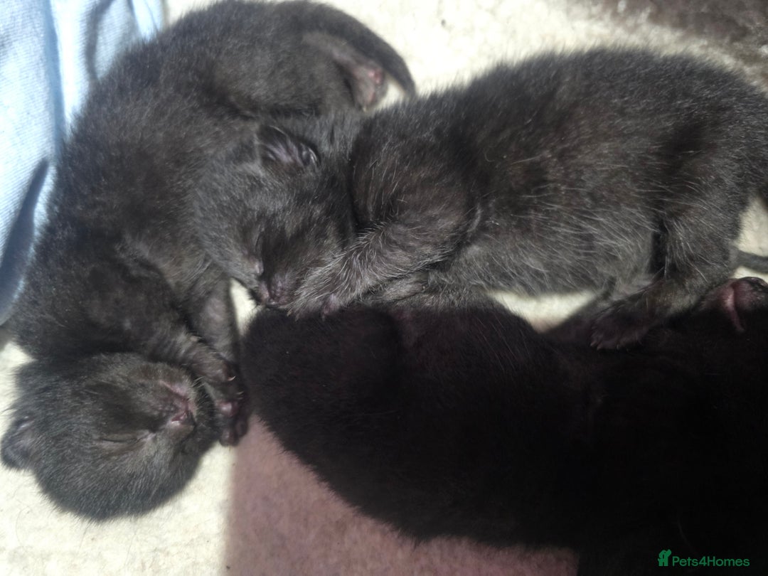 Bombay cats for sale: Kittens  - Image 2