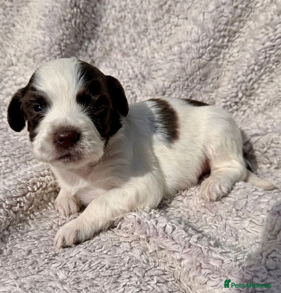 Sprocker dogs for sale: Beautiful Spocker pups - Advert 2