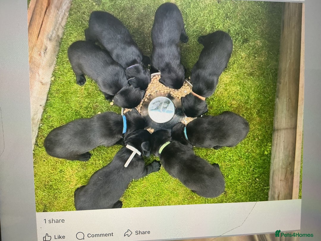 Labrador Retriever dogs for sale: KC registered Black Lab pups - Image 5