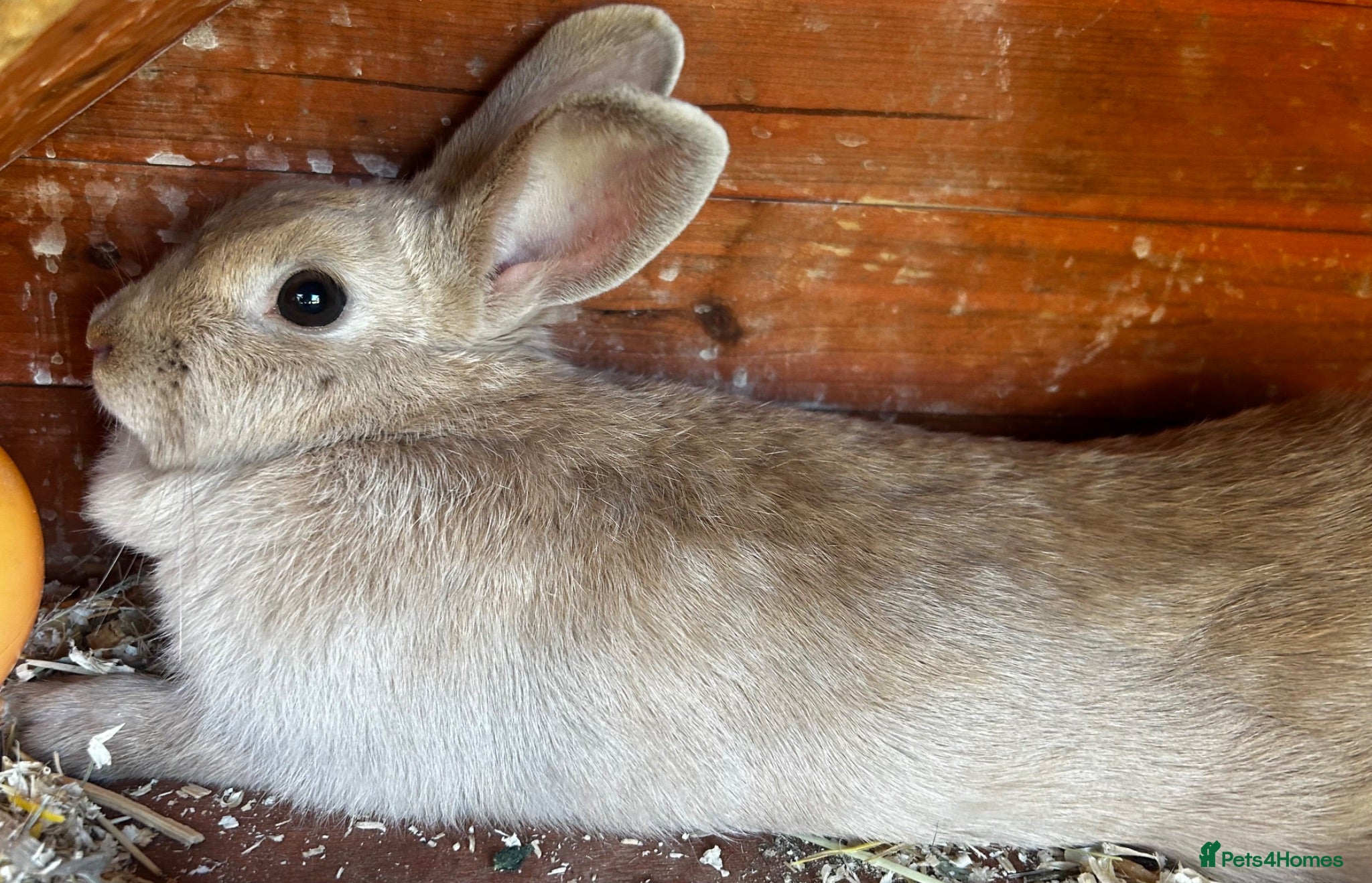 Mixed Breed rabbits Female rabbit for sale - Advert 1