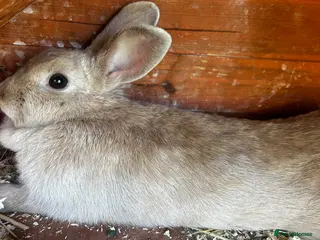 Mixed Breed rabbits Female rabbit for sale - Advert 1