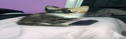 Mixed Breed cats for sale: 2 beautiful girls - Advert 3