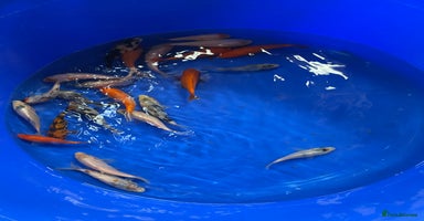 Koi Carp fish - Advert 4