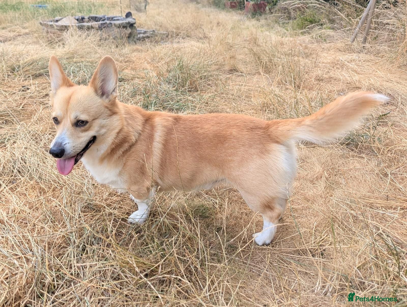 Welsh Corgi Pembroke dogs Male Pembroke Corgi for sale - Advert 3