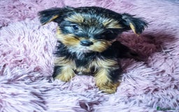 Yorkshire Terrier dogs for sale: Adorable Yorkshire terrier puppies  - Image 5