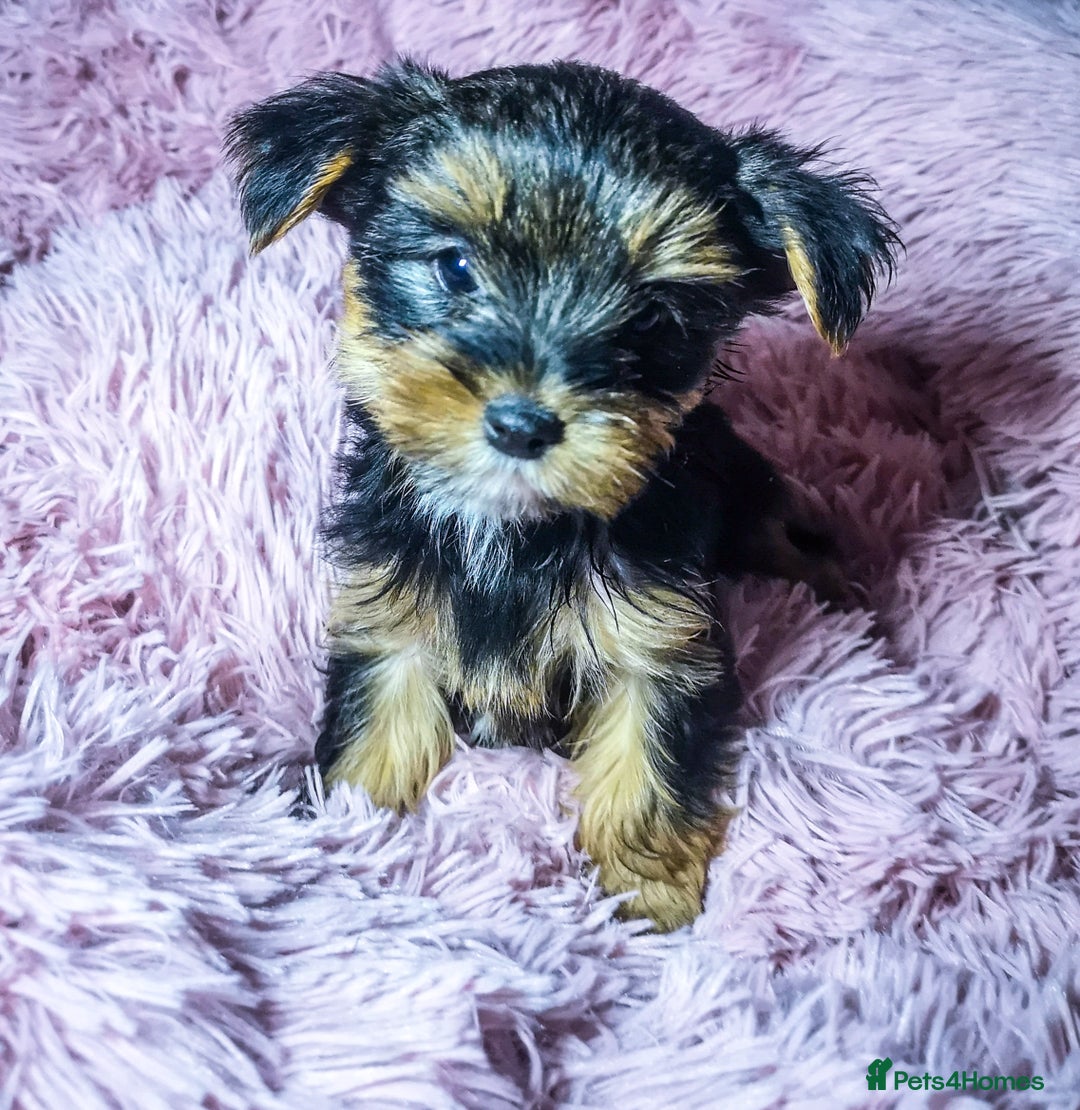 Yorkshire Terrier dogs for sale: Adorable Yorkshire terrier puppies  - Image 5