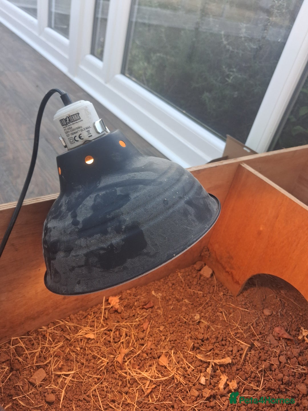 Tortoise reptiles for sale: Tortice for sale- does not hibernate - Advert 7