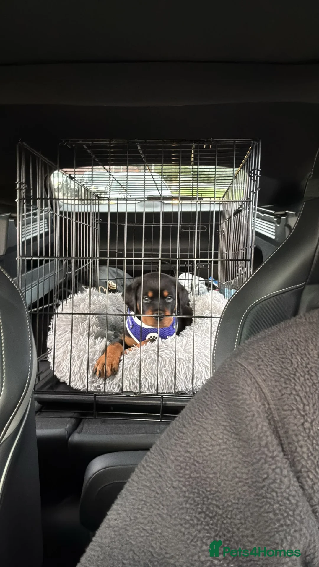 Rottweiler dogs for sale: Rottweiler Pup - Advert 2