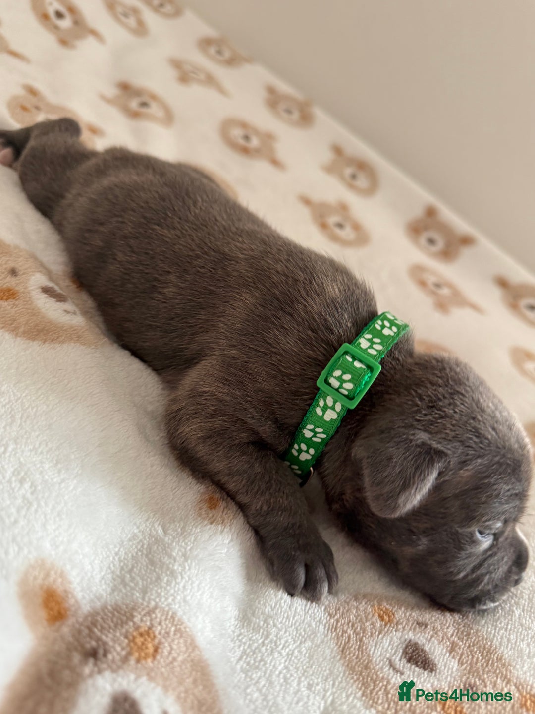 Staffordshire Bull Terrier dogs for sale: Beautiful puppies staffordshire bull terier 🥰 - Image 6