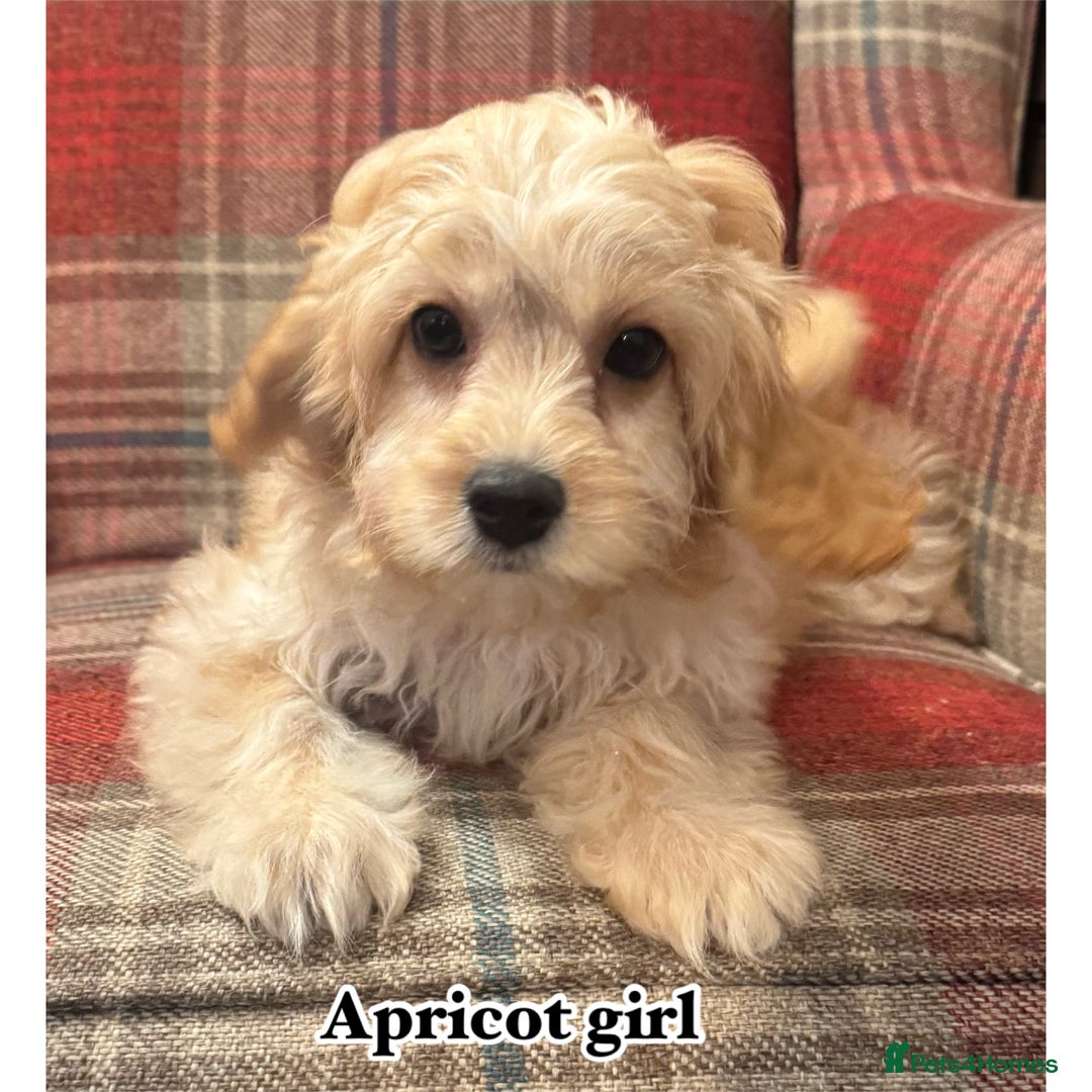 Cavapoo dogs for sale: Lovely family bred cavapoos - Advert 4