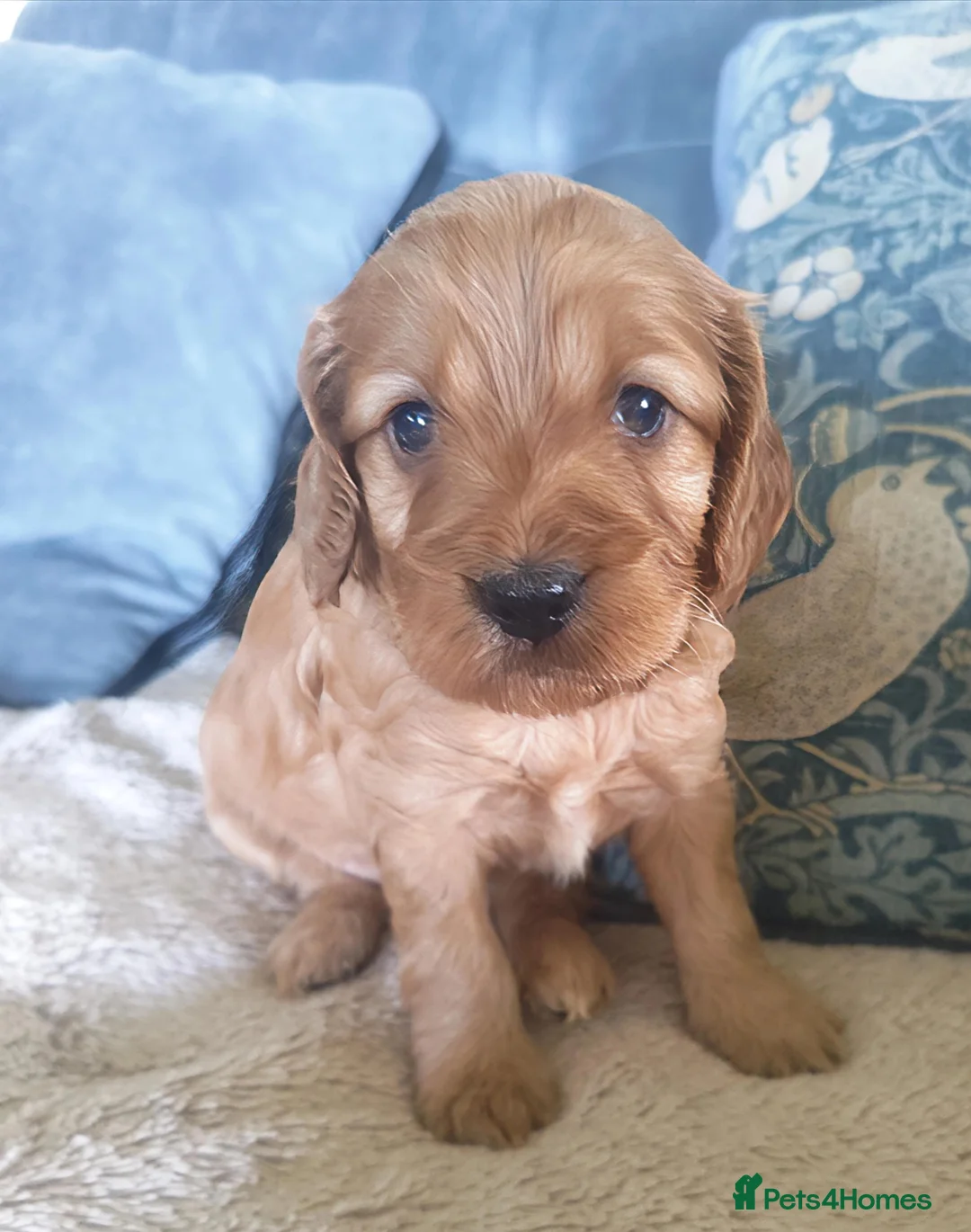 Cockapoo dogs for sale: Show Cockapoo puppies F1 - Advert 2