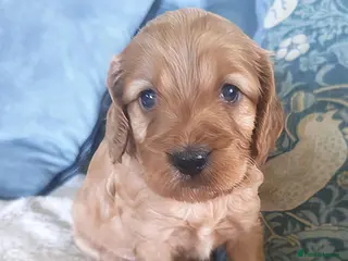 Cockapoo dogs Show Cockapoo puppies F1 - Advert 2