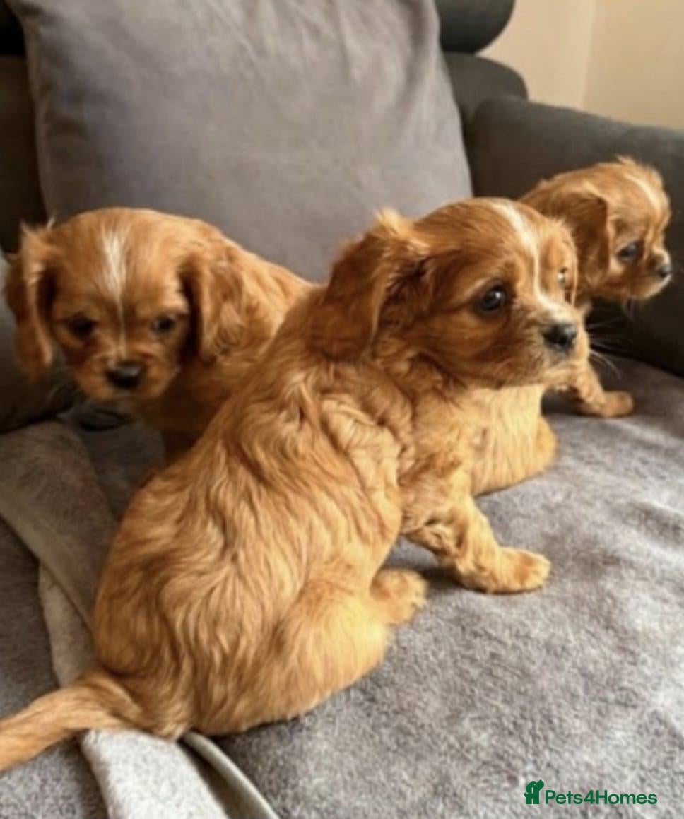Cavalier King Charles Spaniel dogs Caviler king Charles puppies ready today - Advert 10