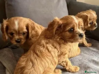 Cavalier King Charles Spaniel dogs Caviler king Charles puppies ready today - Advert 10