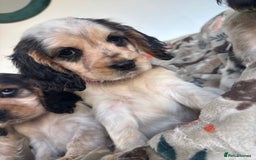 Cocker Spaniel dogs for sale: Show Cocker Spaniel Puppies  - Image 11