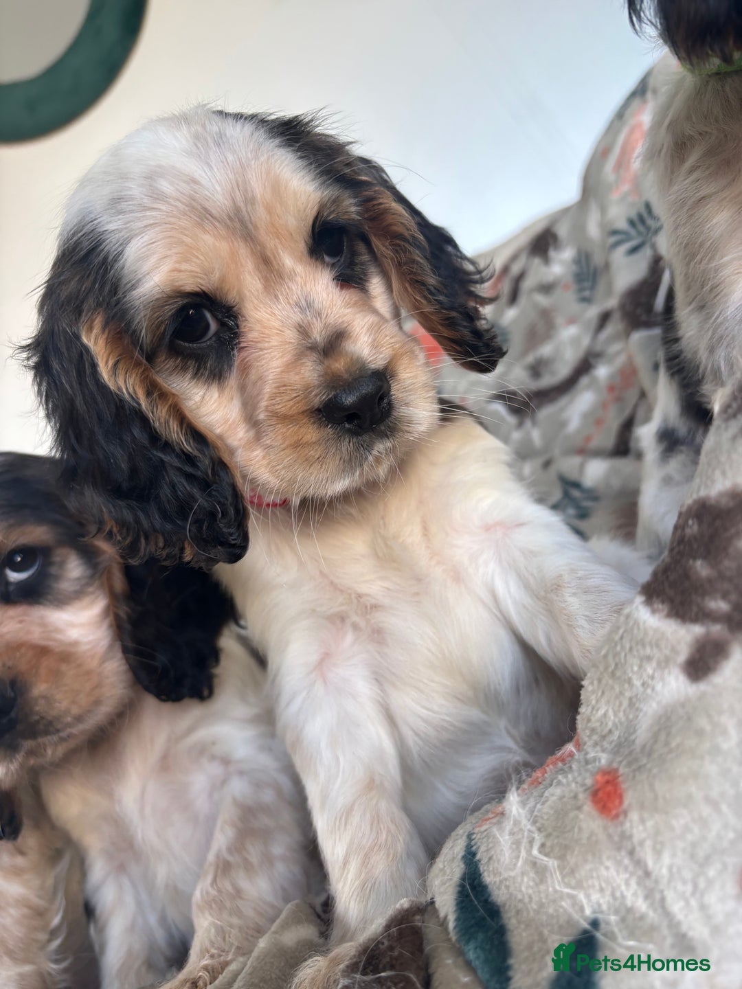 Cocker Spaniel dogs for sale: Show Cocker Spaniel Puppies  - Image 11