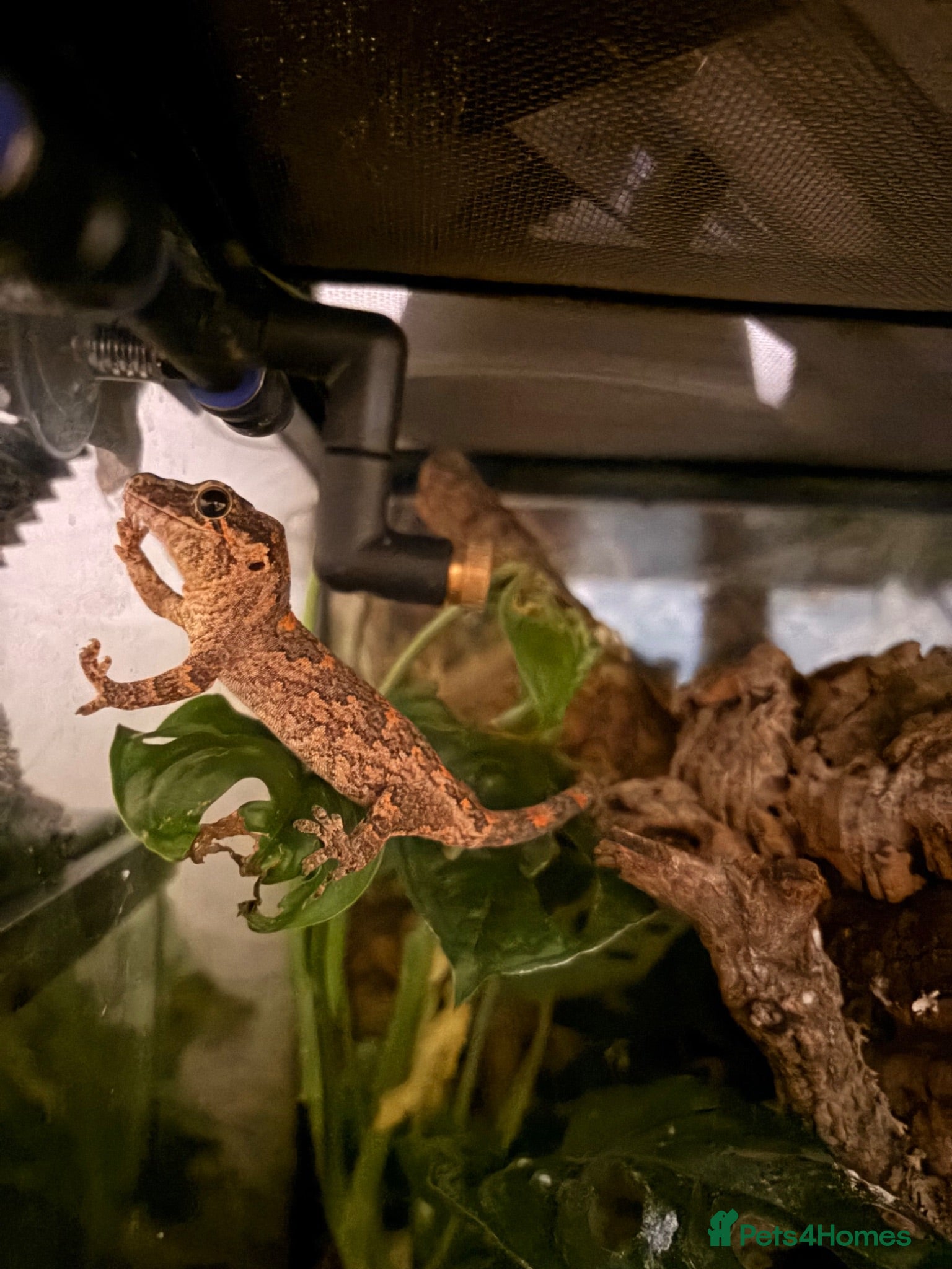 Gecko reptiles Spotted gargoyle gecko  - Advert 4