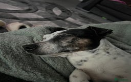 Jack Russell dogs for sale: Bonnie - Advert 12