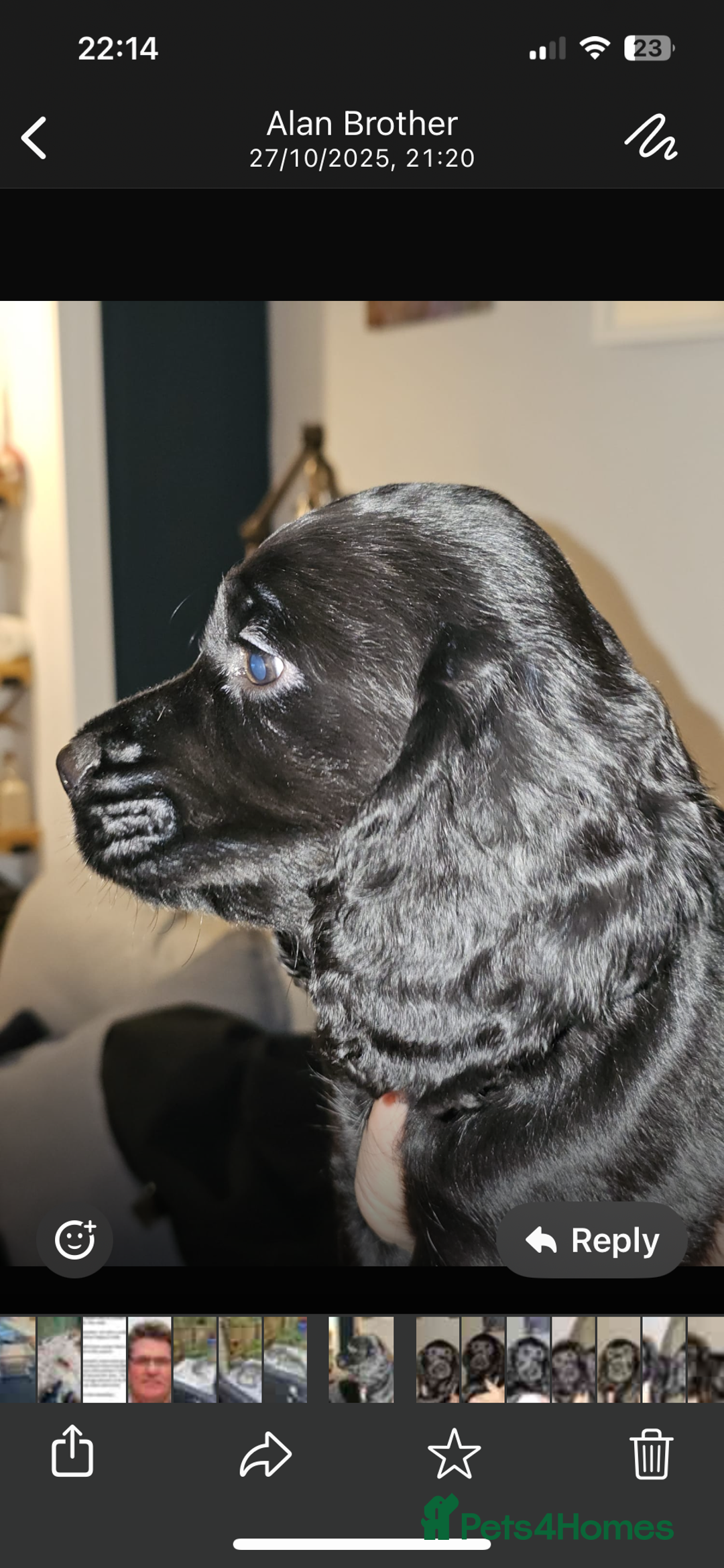 Cocker Spaniel dogs for sale: Working cocker spaniel pups - Advert 4