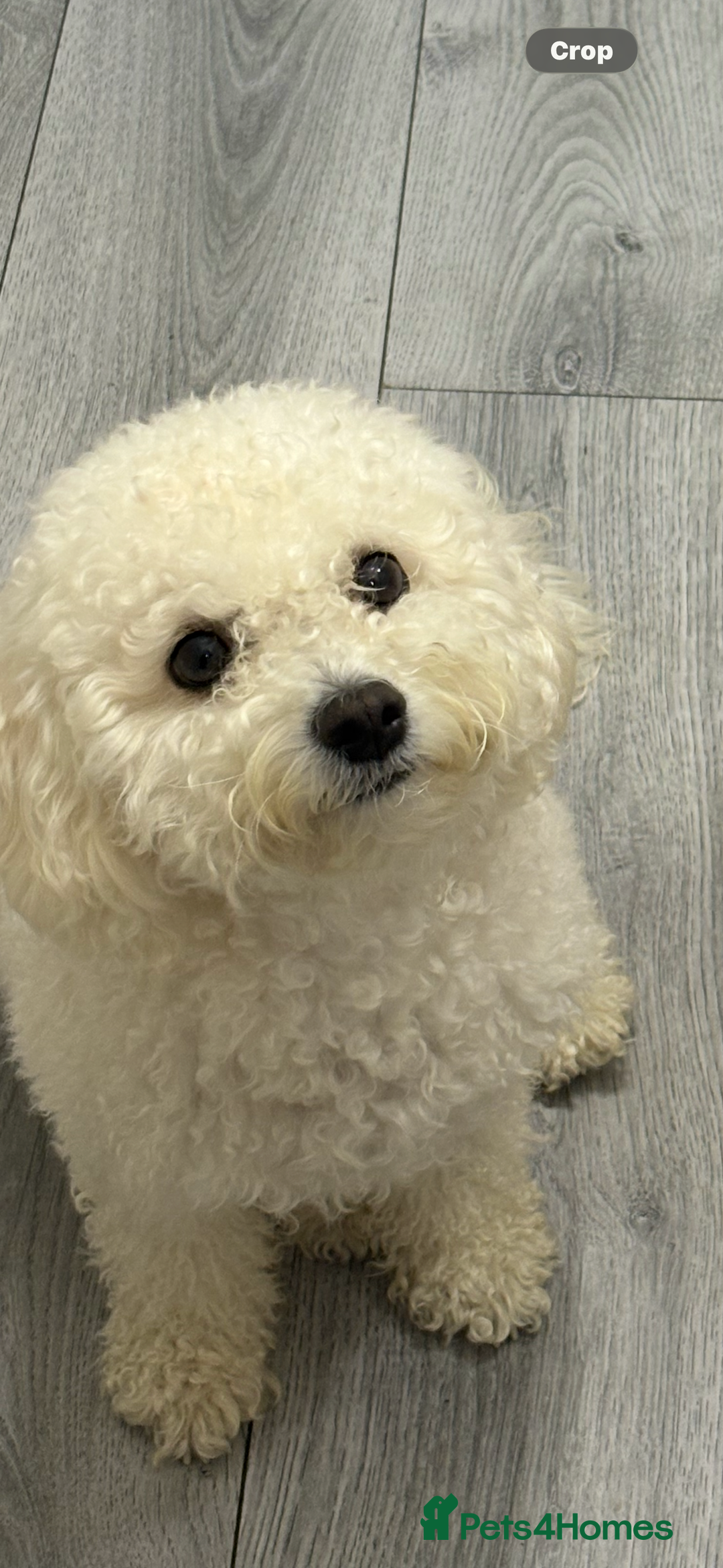 Cavapoochon dogs for sale: Cavapoochon Pupps amazing breed  - Advert 10