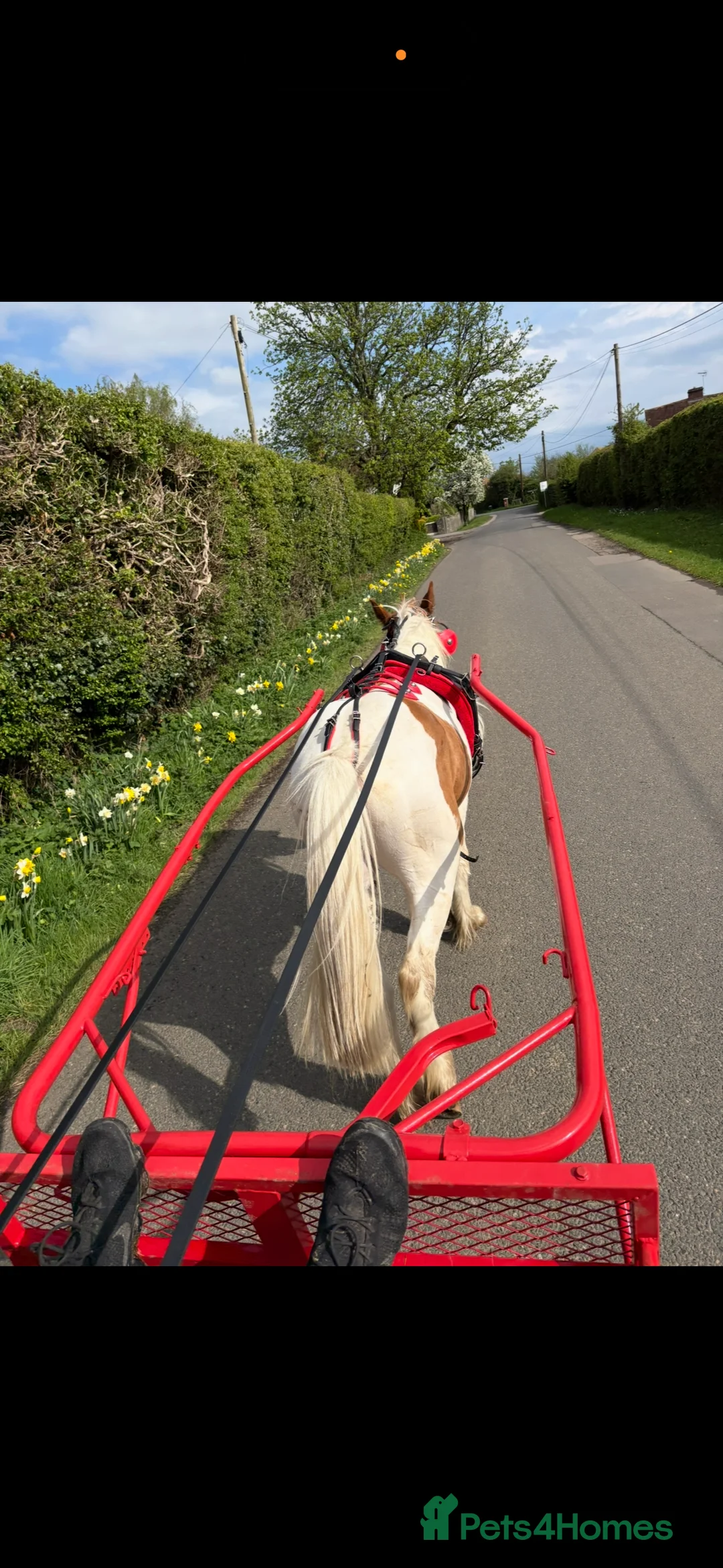 Welsh Section C horses for sale: Pablo - Advert 2