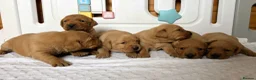 Labrador Retriever dogs for sale: 6 BEAUTIFUL FOX RED KC LABS, HEALTH TESTED PARENTS - Advert 6