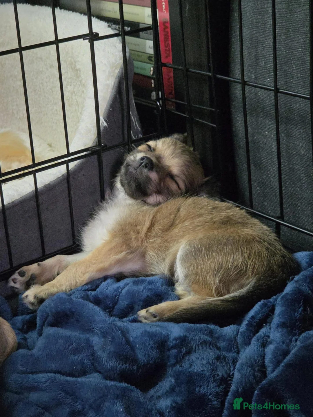 Chihuahua dogs for sale: Stunning male Chihuahua  in Pontypool - Advert 4