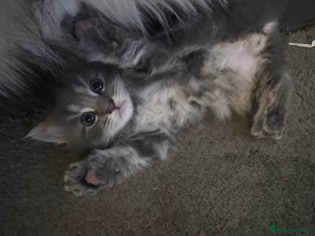 Mixed Breed cats for sale: 4 Kittens for sale - Advert 2