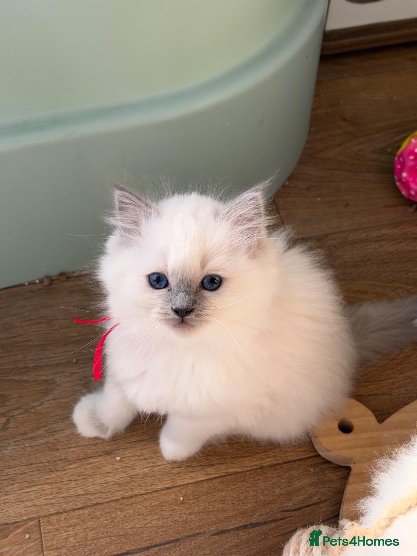 Ragdoll cats for sale: 4 Gorgeous Kittens Looking for Loving Homes 🐱 - Advert 2