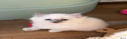 Ragdoll cats for sale: 4 Gorgeous Kittens Looking for Loving Homes 🐱 - Advert 2